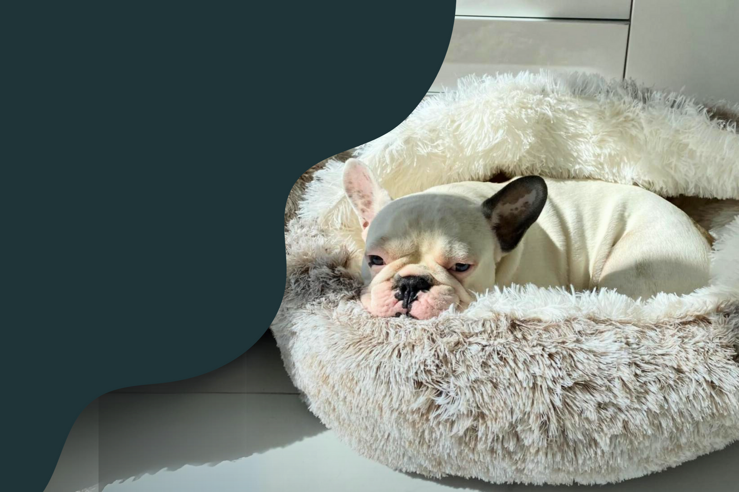 Sac apaisant pour chat